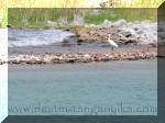 Egretta alba (Aigrette garzette)