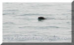 Aonyx congicus (Loutre du Congo)