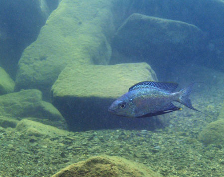 Cyathopharynx foae &agrave; Helembe.