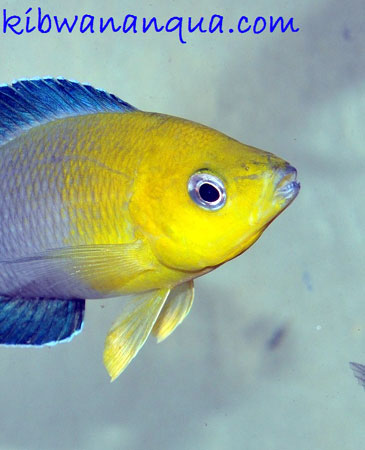 Cyprichromis sp. jumbo de Mpimbwe en aquarium &agrave; Dar es Salaam.