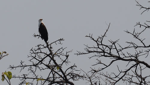 Haliaeetus vocifer � Mtosi.