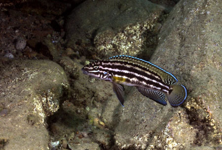 Julidochromis marlieri &agrave; Bulu point.