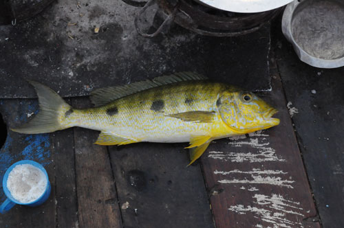 Kue - Kupi - Enkupi - Boulengerochromis.