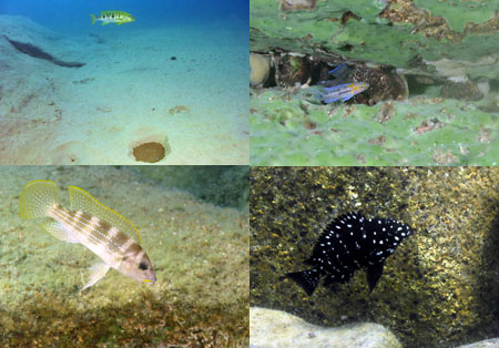 Boulengerochromis, Neolamprologus falcicula et tetracanthus, Tropheus duboisi