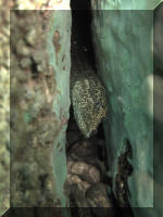 Mastacembelus moorii