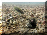 Neolamprologus tetracanthus.