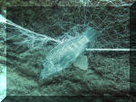 Petrochromis