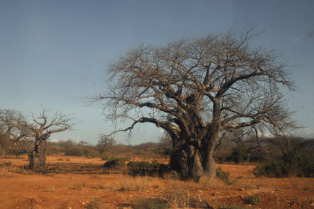 Destination lac Tanganyika 2010 26 Baobab de Tanzanie.