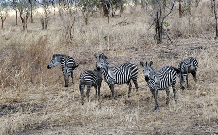 Z&egrave;bres, national parc de Mikumi.