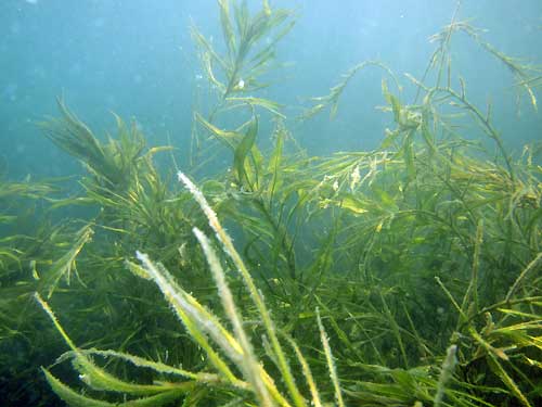 Potamogeton schweinfurthii.