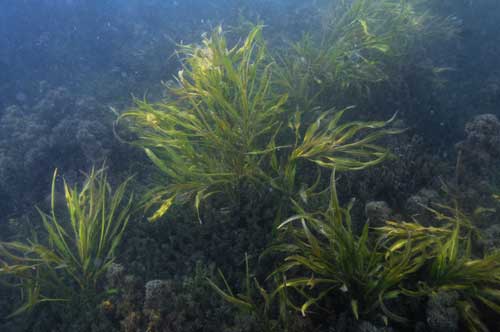 Herbier de Kipili.