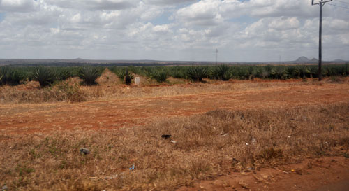 Sisal en Tanzania