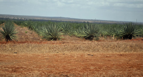 Sisal.