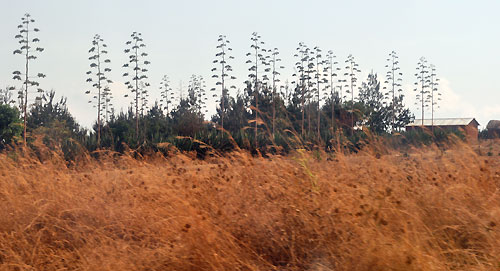 Sisal en bord de route.