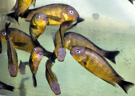 Tropheus brichardi de Namansi, en aquarium &agrave; Dar es Salaam.