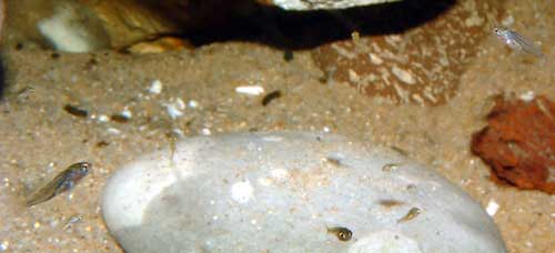 Variabilichromis moorii 13 variabili alev4