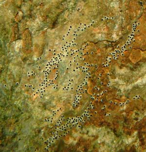 Variabilichromis moorii 8 variabili oeuf380