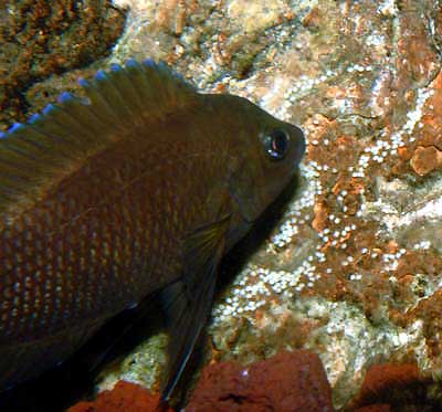 Variabilichromis moorii 9 variabili pont2.1