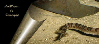 Aethiomastacembelus_ellipsifer_12_EG.jpg (36852 octets)