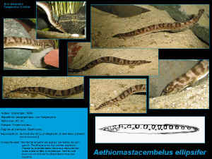 Aethiomastacembelus_ellipsifer_18_Poster_EG.jpg (131369 octets)