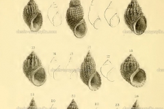 parameliana-grandidieriana