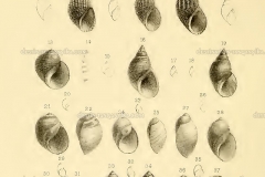 parameliana-livingstoniana