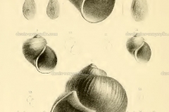 pila-ovata