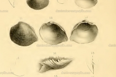 pisidiumhermosum
