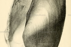 pleiodon-spekii-admirabilis