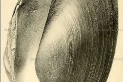 pleiodon-spekii-cameronia
