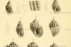 randabelia-catoxia