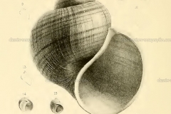 spekia-hamyana