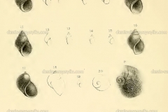 vivipara-brincatiana