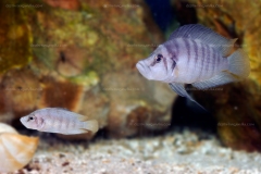 Altolamprologus sp. compressiceps "shell" (de  Zambie)
