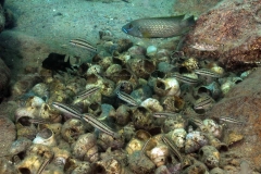 L. callipterus & T. vittatus