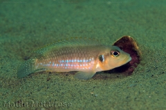 Lamprologus ocellatus (Magambo)