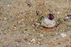 Ponte de Lepidiolamprologus attenuatus