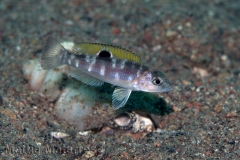 Lepidiolamprologus sp. "meeli southeast" (Katete)