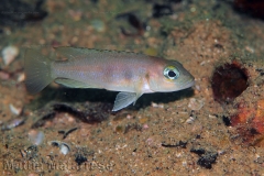 Lepidiolamprologus sp. "meeli southeast" (Kaswente)