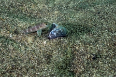 Neolamprologus sp. aff. boulengeri
