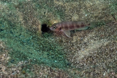 Neolamprologus sp. aff. boulengeri
