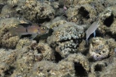 Neolamprologus brevis Kalilani