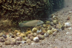 Lamprologus callipterus Mpimbwe
