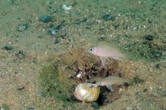 Neolamprlogus sp. aff. leloupi (Kipili)