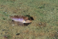 Lamprologus ocellatus (Kipili)