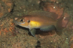 Neolamprologus brevis Kaswente