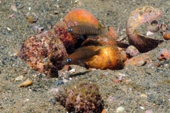 Neolamprologus multifasciatus Mulima (Chaitika)