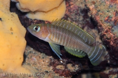 Neolamprologus similis