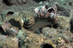 Neolamprologus similis