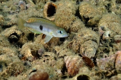 Neolamprologus sp. ‘meeli southeast’ (Kalilani)